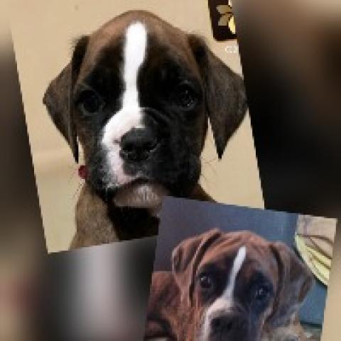 breeding.breeding_name