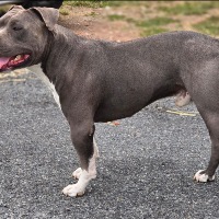 Le royaume de tchikos