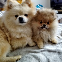 LE JARDIN DES SPITZS