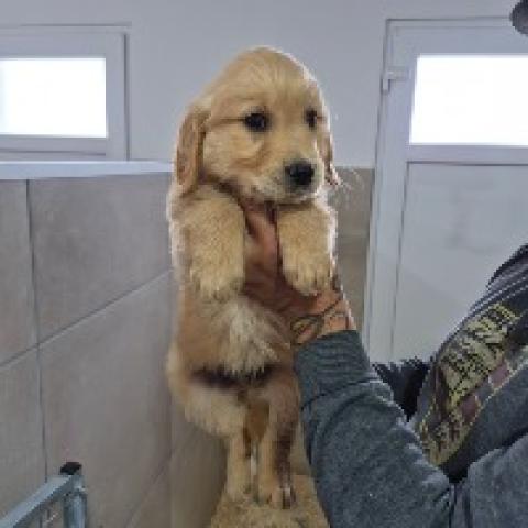 breeding.breeding_name