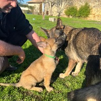 Elevage canin du domaine des loups légendaires