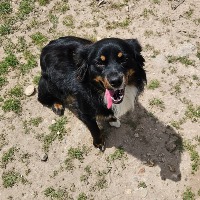 Elevage de la bernaquiere