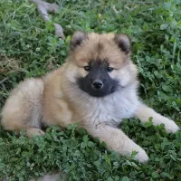 Elevage des loups ariegeois