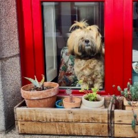 breeding.breeding_name