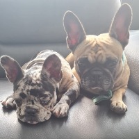 Élevage de la Garde des Nez Plats