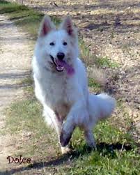 breeding.breeding_name