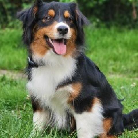 breeding.breeding_name