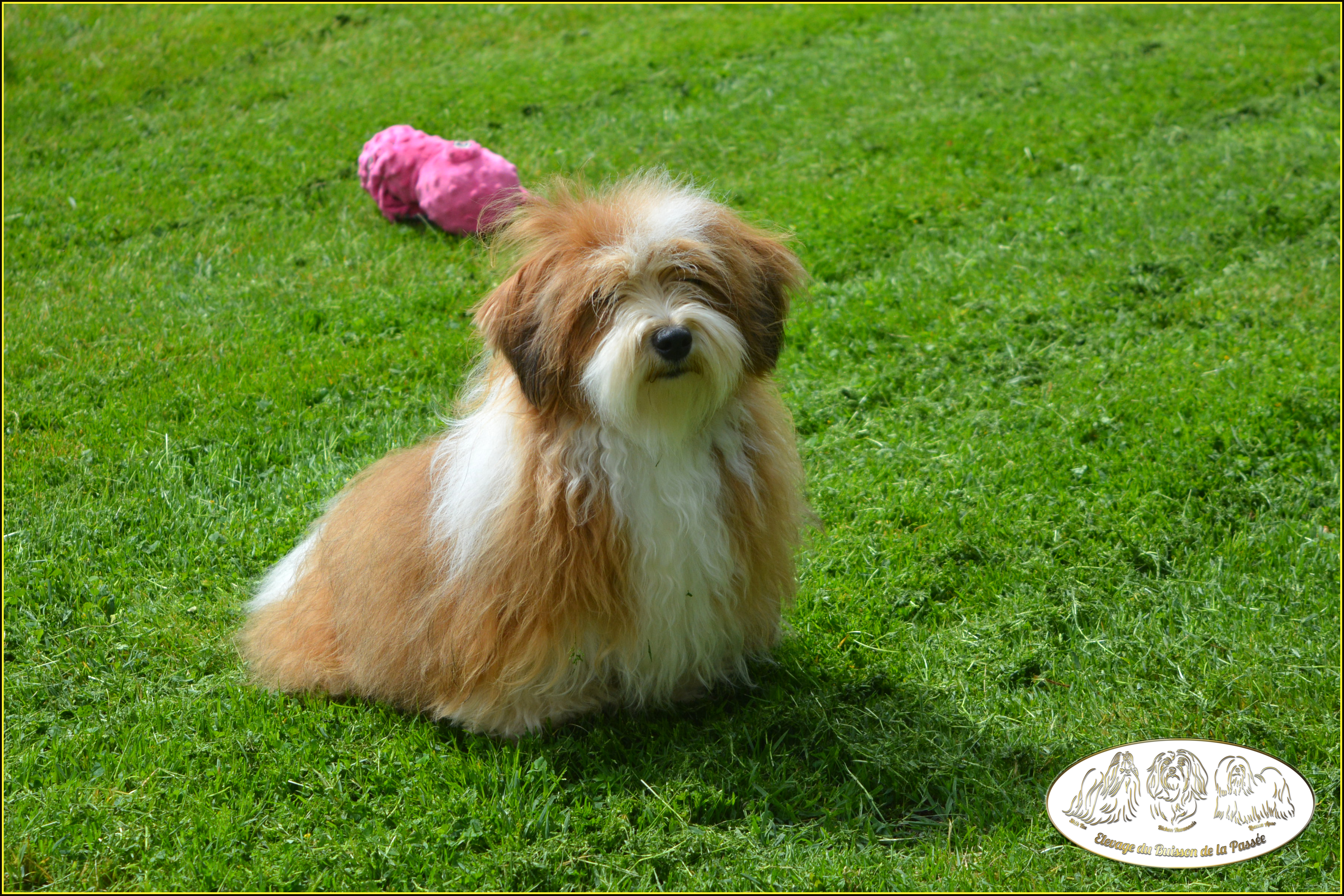 breeding.breeding_name