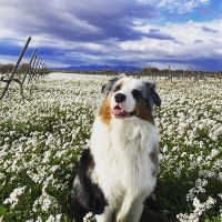 Elevage de la côte radieuse