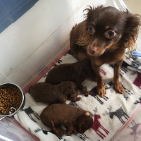 DE LA CONSTELLATION DU LION