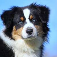 Élevage Blue Highway