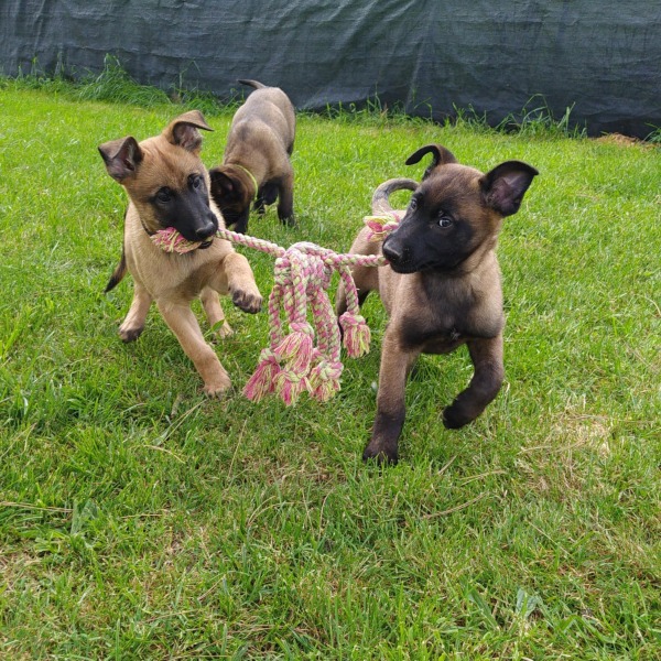 Elevage de la Trissonière