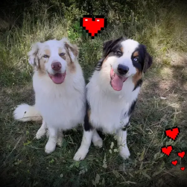 Elevage Du Vent Occitan