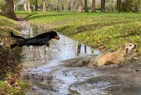 breeding.breeding_name