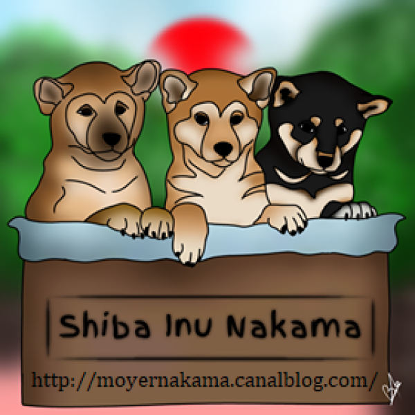 Shiba Inu Nakama