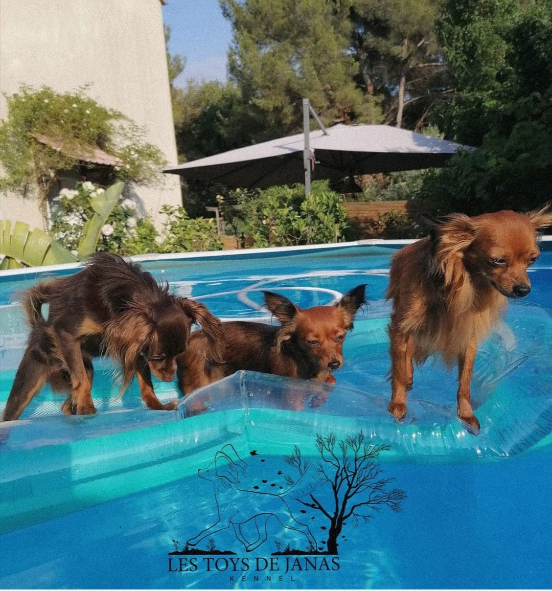 breeding.breeding_name