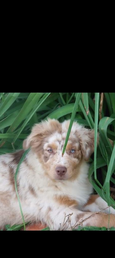 breeding.breeding_name