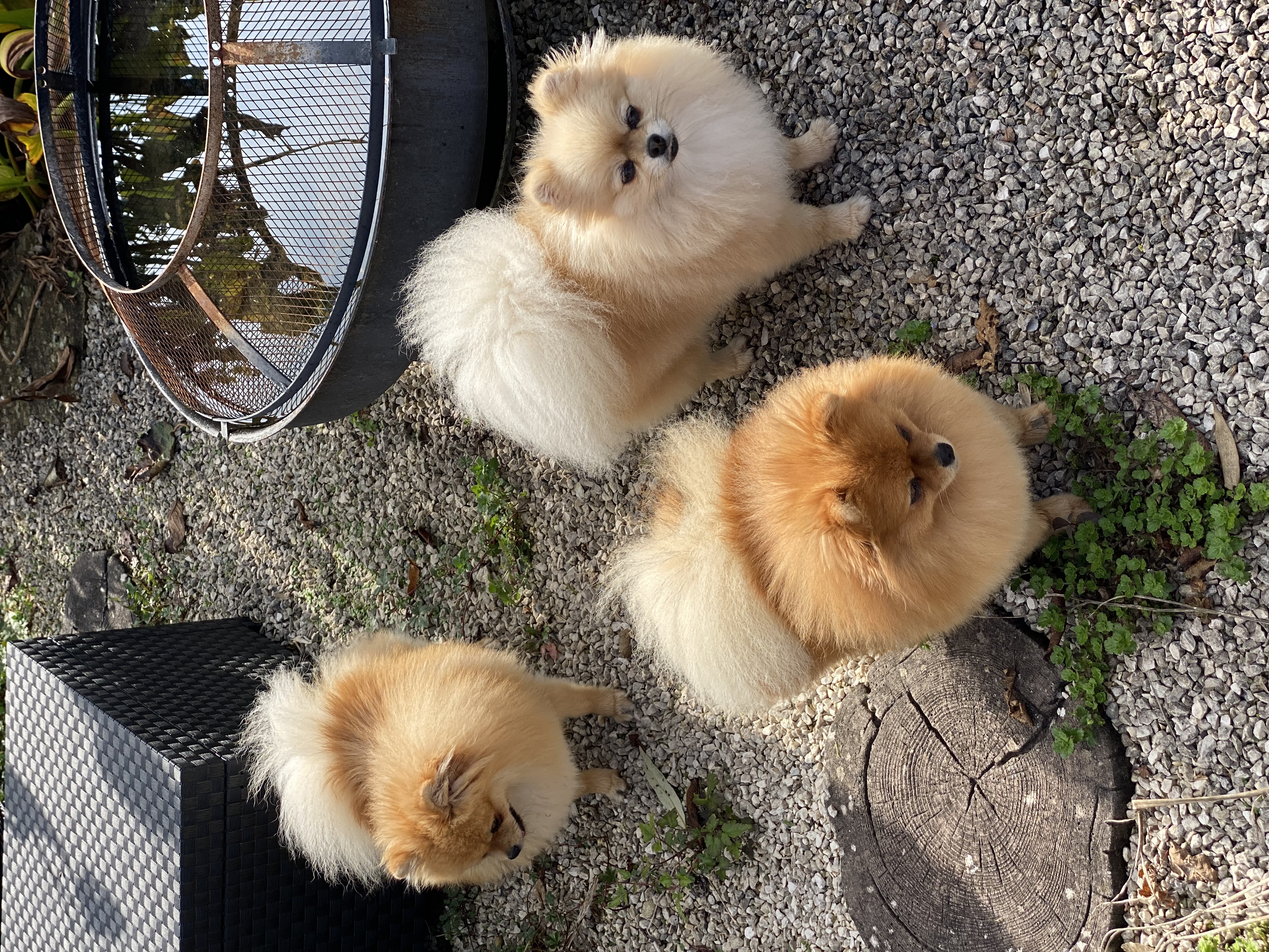 breeding.breeding_name